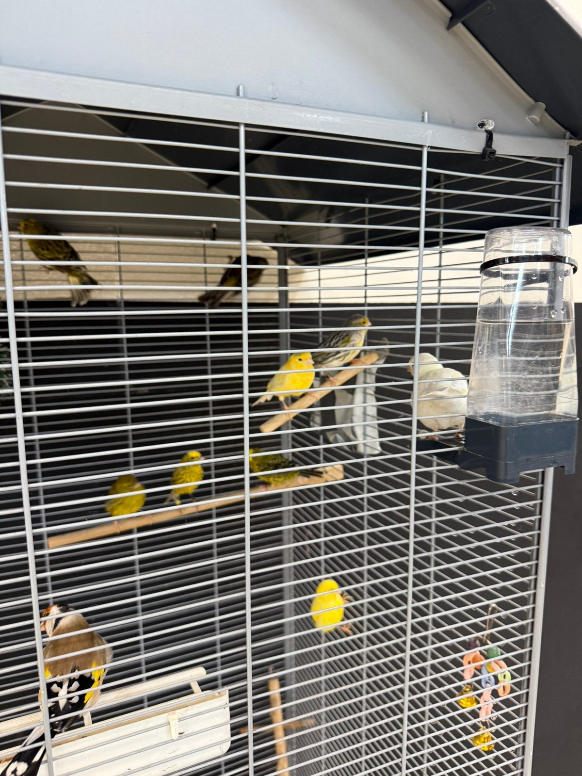 Diverse kanaries te koop, Meerdere dieren, Kleurkanarie