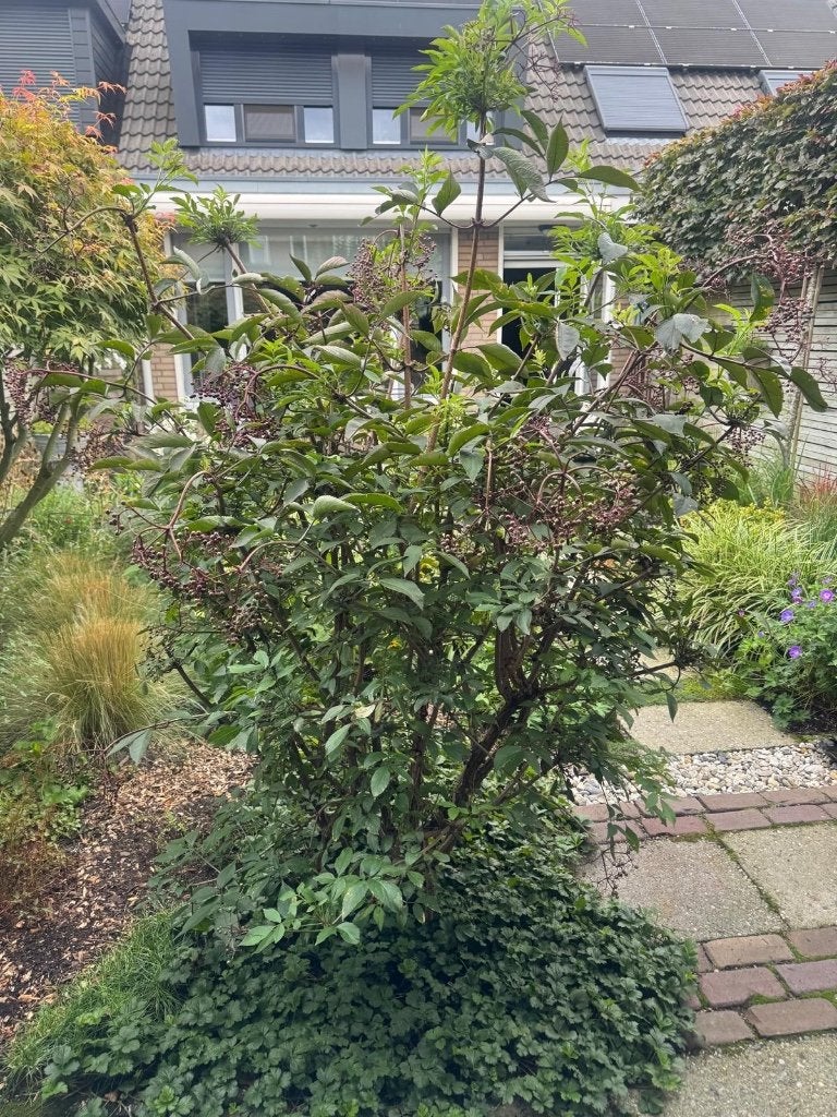 Vlierstruik voor de tuin, Ophalen, Overige soorten, Struik, 100 tot 250 cm