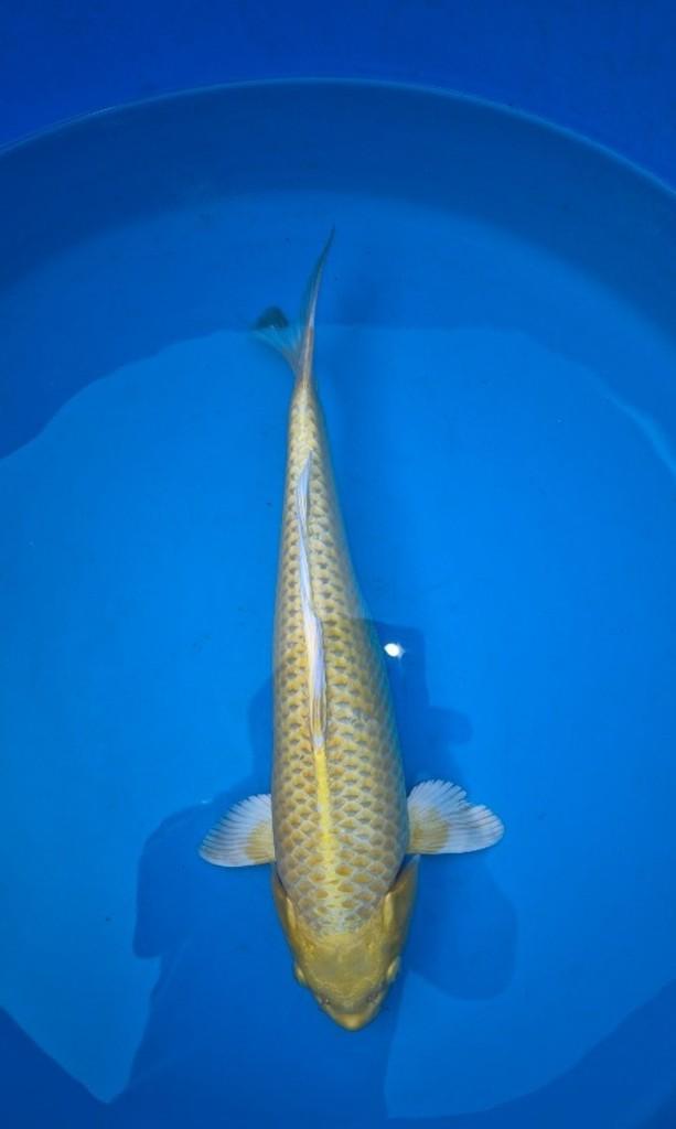 mooie Yamabuki, Dieren en Toebehoren, Karper of Koi