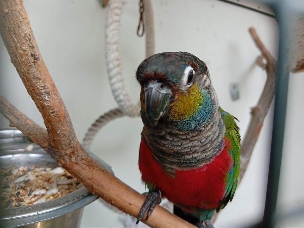 2 pyrrhura's met kooi, Meerdere dieren, Parkiet