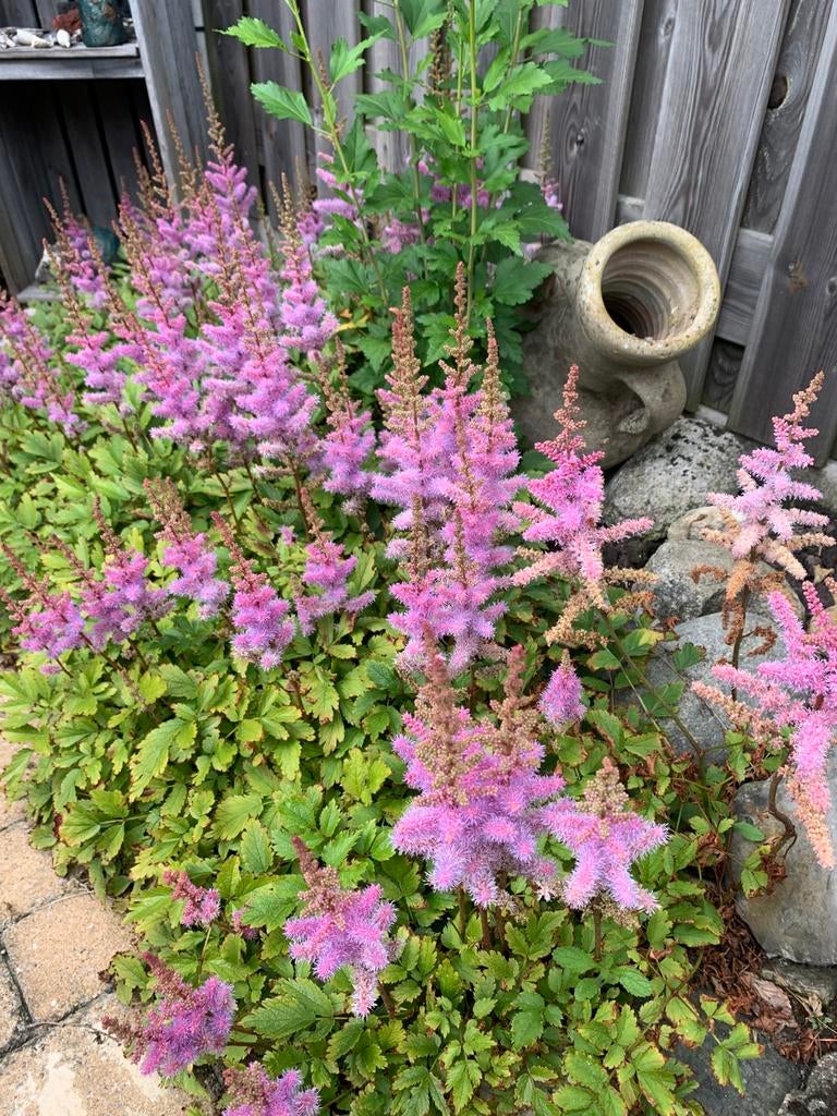 Astilbe (pluimspirea), Ophalen, Overige soorten, Volle zon