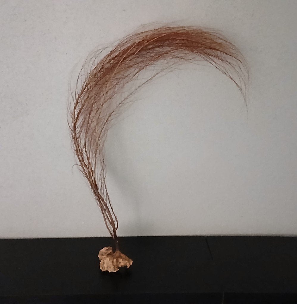 Gorgonie zeewaaier van ca. 35 cm. Wim Tomey., Ophalen of Verzenden, Overige typen
