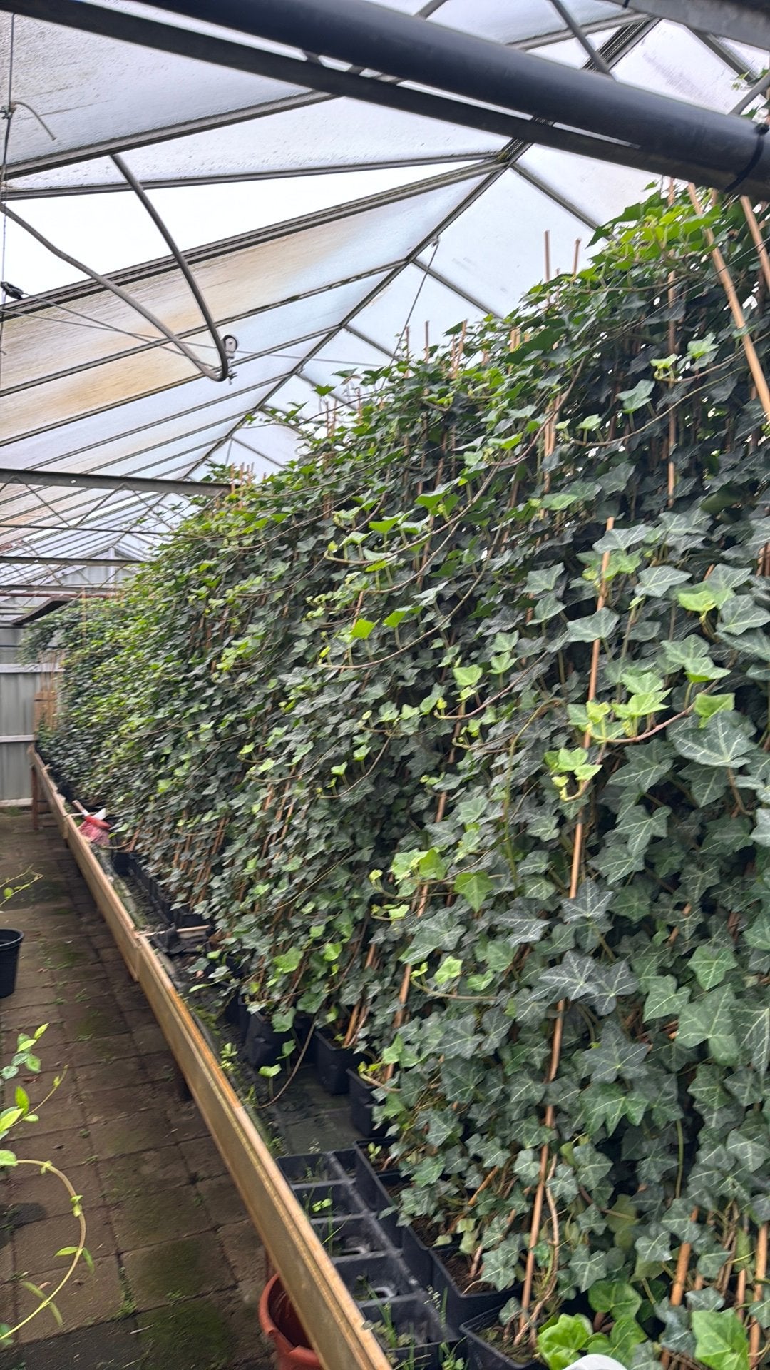 Hedera Hibernica 175/200 Gratis bezorging vanaf 100 potten, Tuin en Terras, Ophalen, Overige soorten, 100 tot 250 cm
