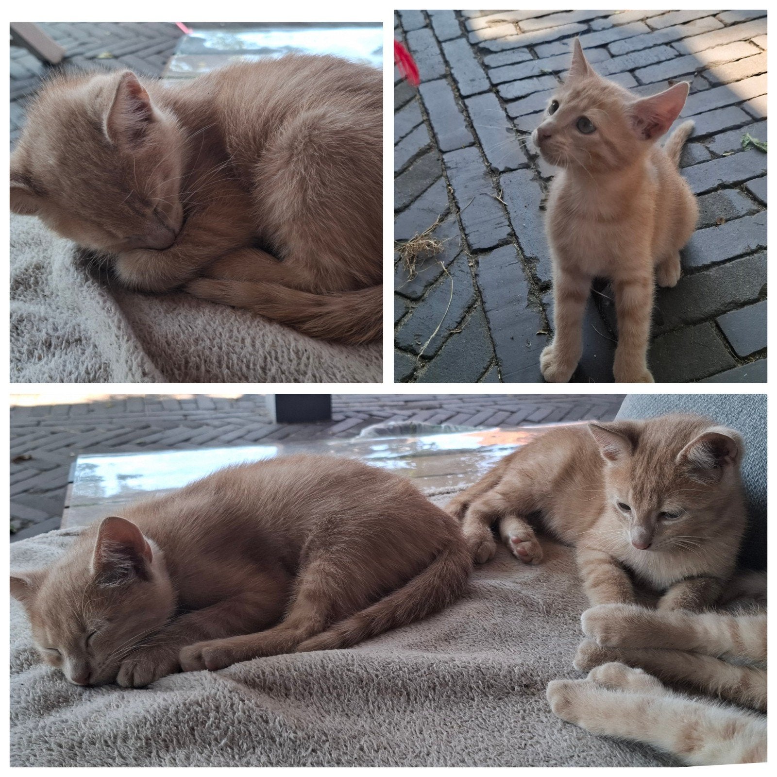 2 Boerderij katers (9 weken), Dieren en Toebehoren, Katten en Kittens | Overige Katten, Kater