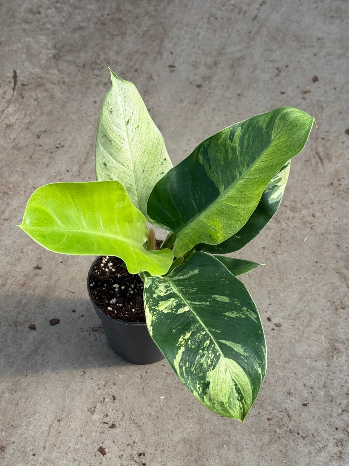 Philodendron Imperial Green Variegata, Ophalen of Verzenden, Halfschaduw, Minder dan 100 cm
