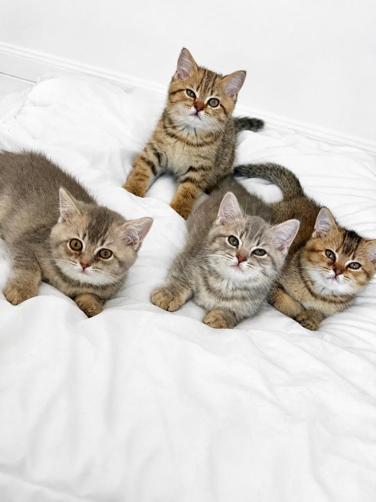 Lieve Britse korthaar kittens !unieke kleuren!, Meerdere dieren, Ingeënt