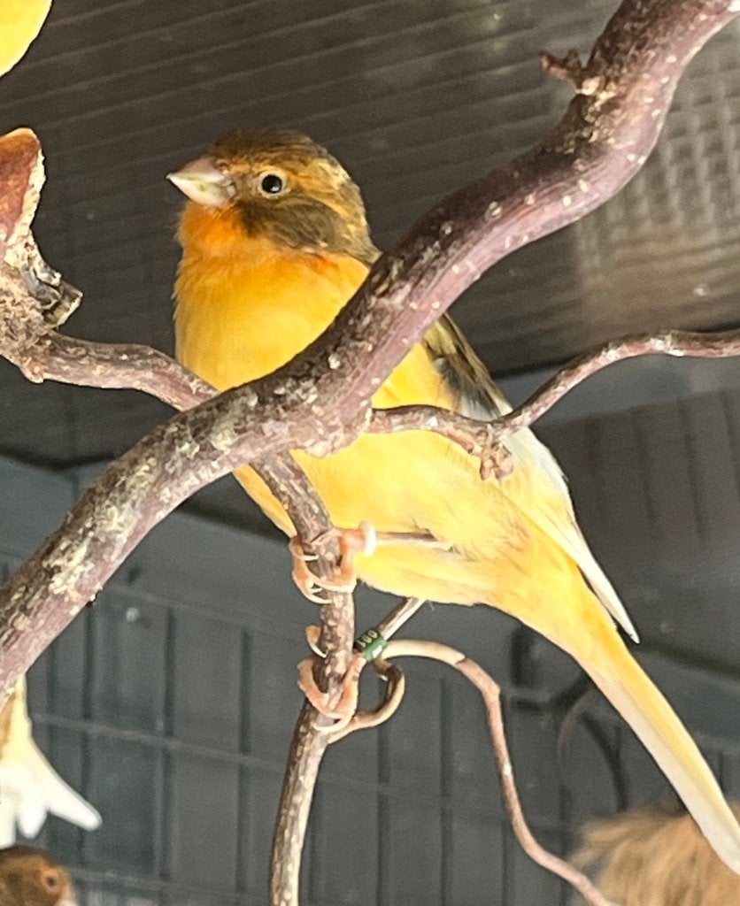Mooie jonge harlekijn kanarie man 2026, Dieren en Toebehoren, Vogels | Kanaries, Mannelijk, Kleurkanarie