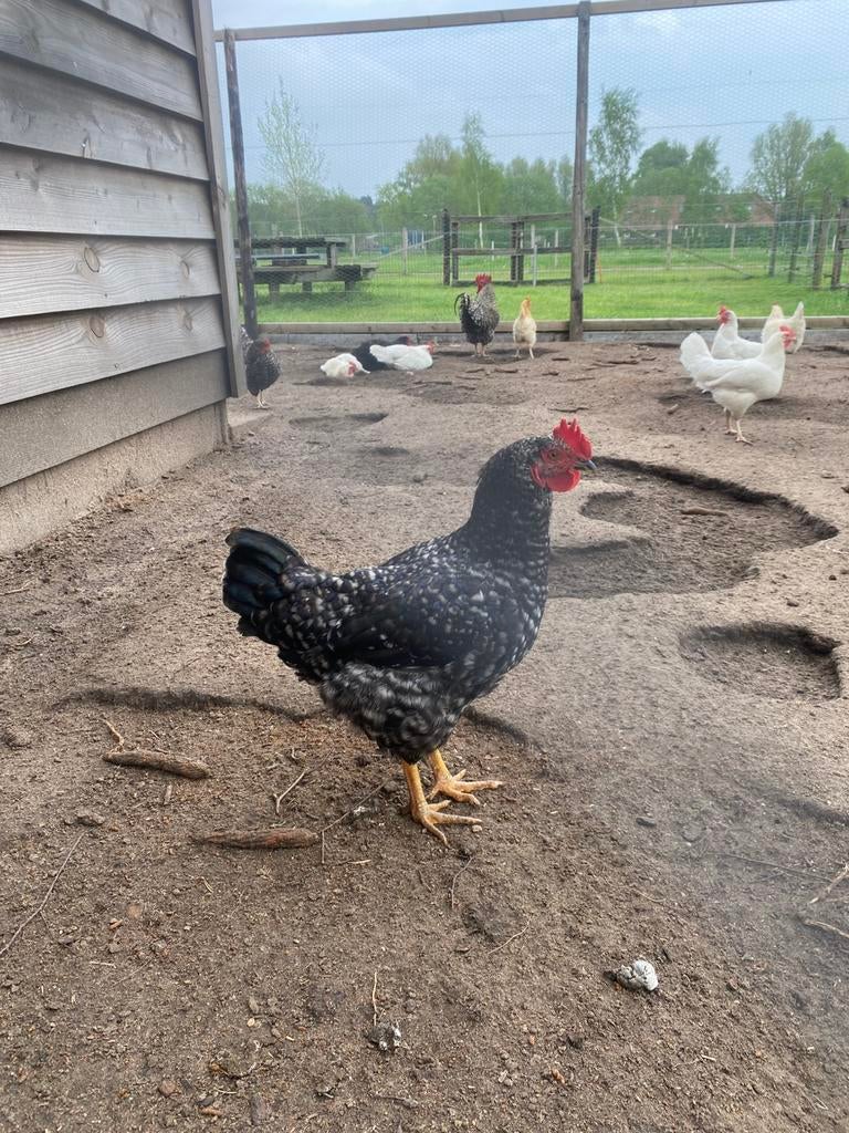 Amrock haan!, Dieren en Toebehoren, Mannelijk, Kip