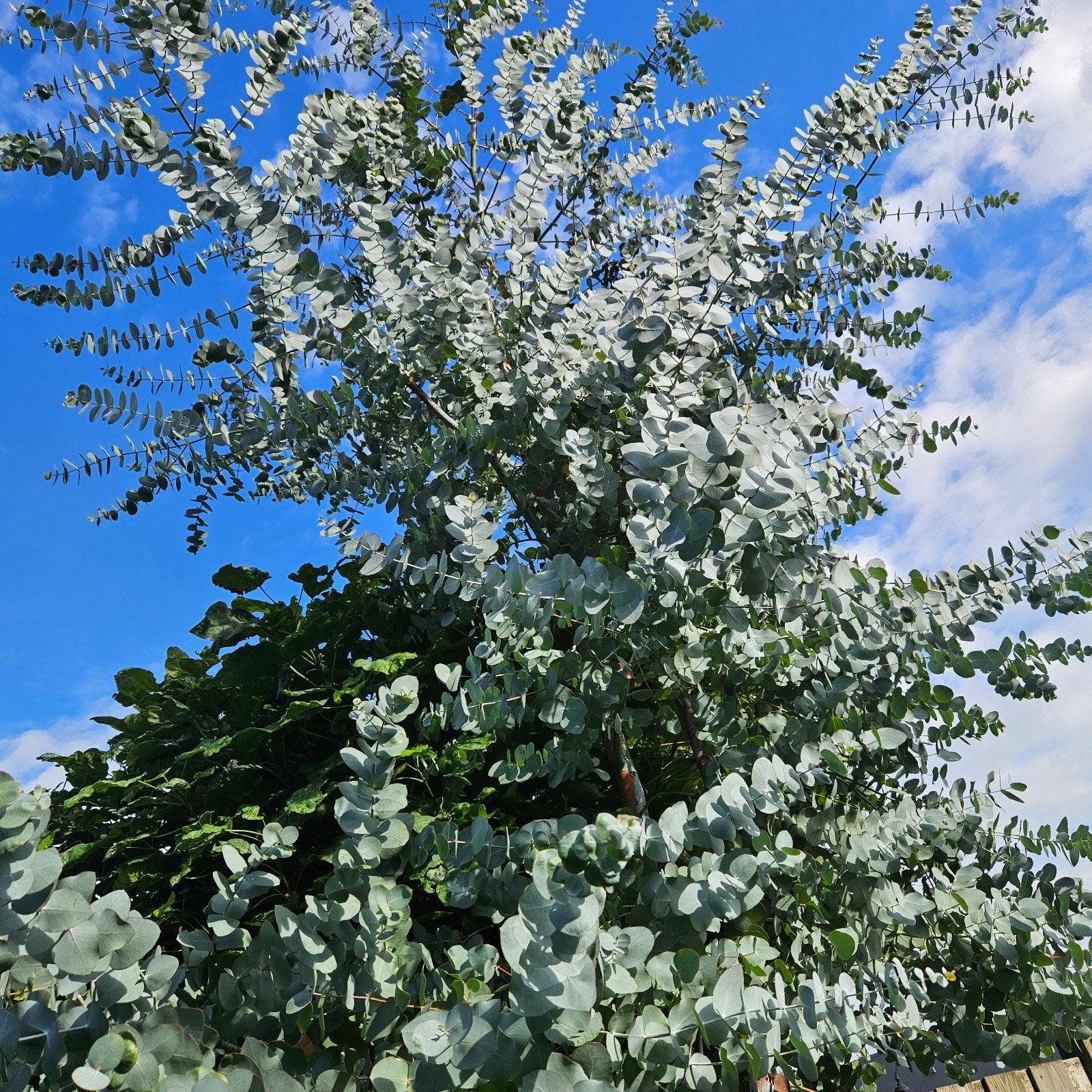 verse eucalyptus takken, Tuin en Terras, Volle zon, Bloeit niet, Minder dan 100 cm, Overige soorten