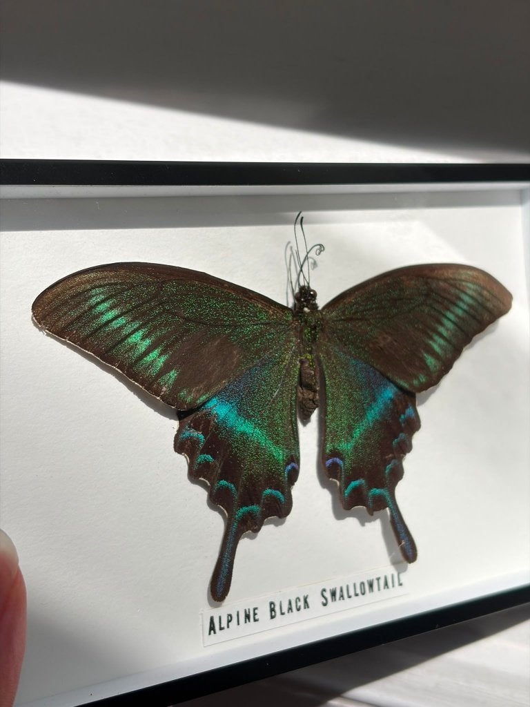 Opgezette Vlinder in kader, Ophalen of Verzenden, Zo goed als nieuw, Insect, Opgezet dier