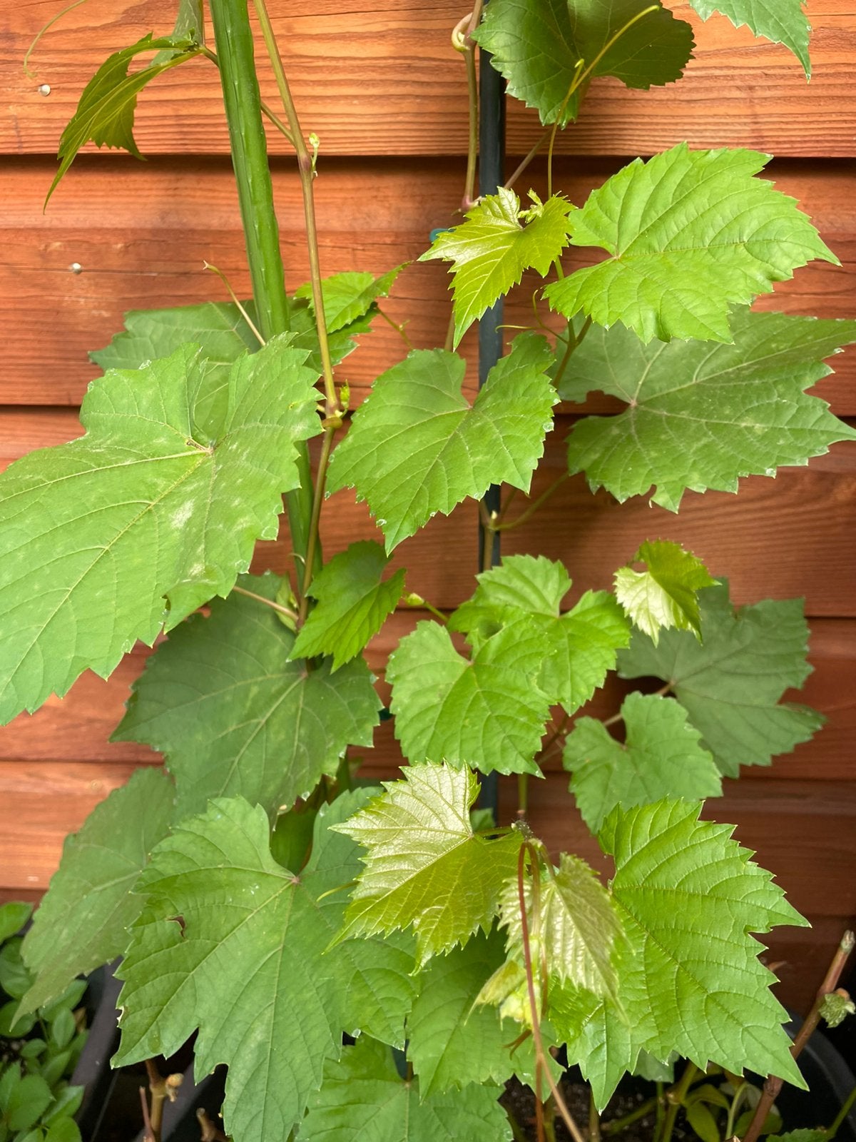 Druiven planten.   Per plant voor 5€, Ophalen, Overige soorten, Zomer
