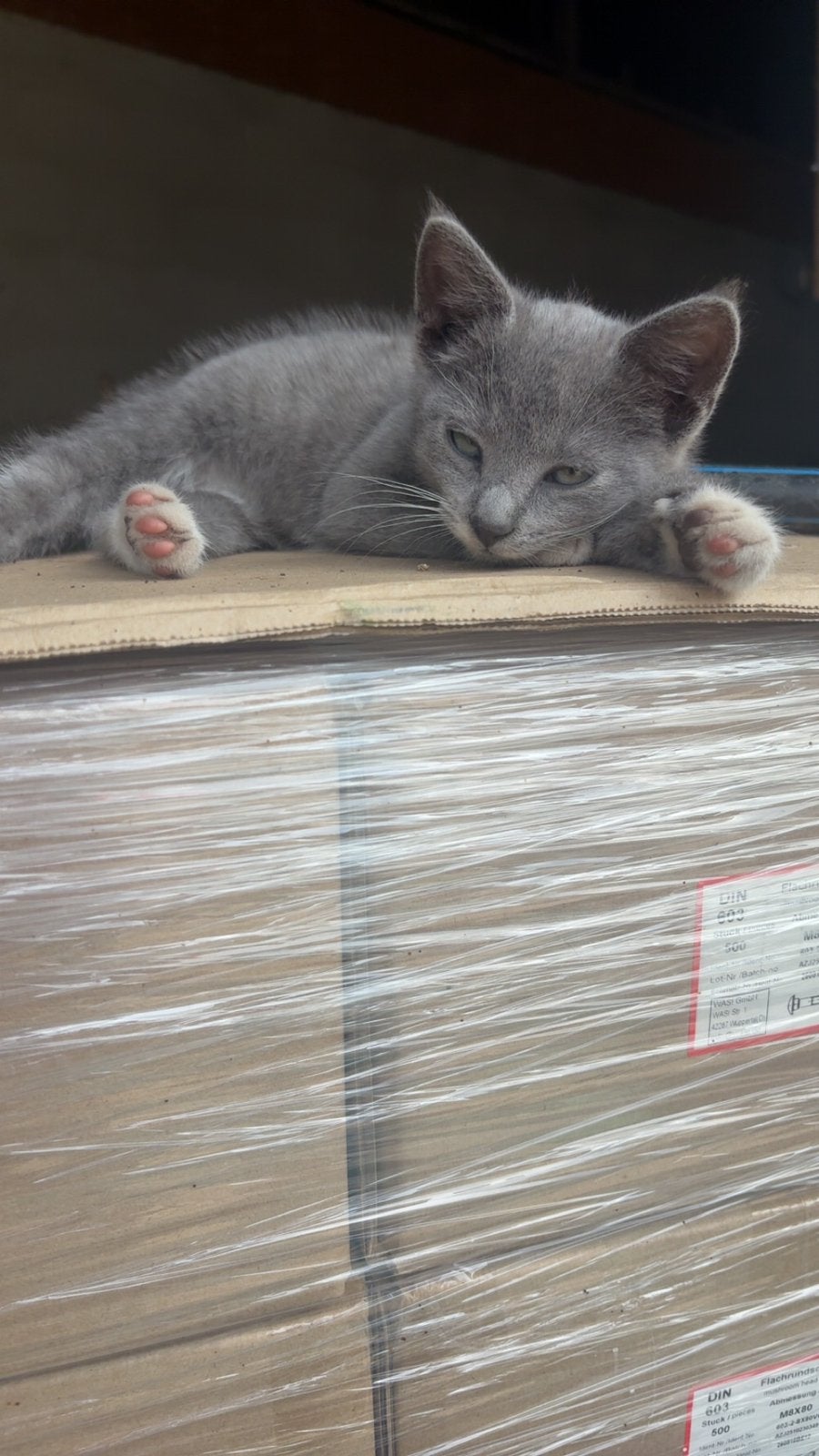 Poesje te koop, Dieren en Toebehoren, Poes