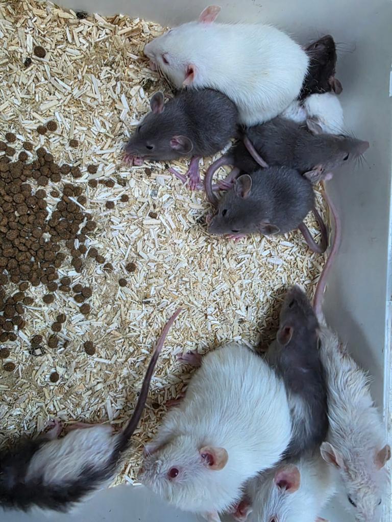 Super lieve dumbo ratjes/ rittens/ babys, Dieren en Toebehoren, Rat, April, Meerdere dieren, Tam