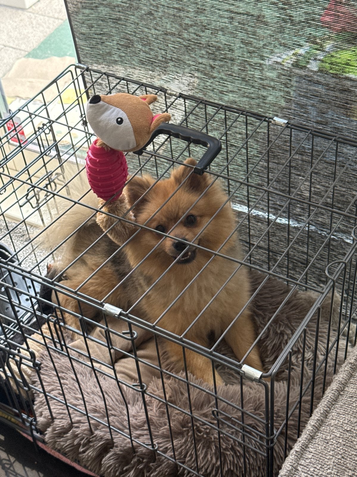 Pomeriaan, Dieren en Toebehoren, 15 weken tot 1 jaar, Parvo, Eén hond, Nederland