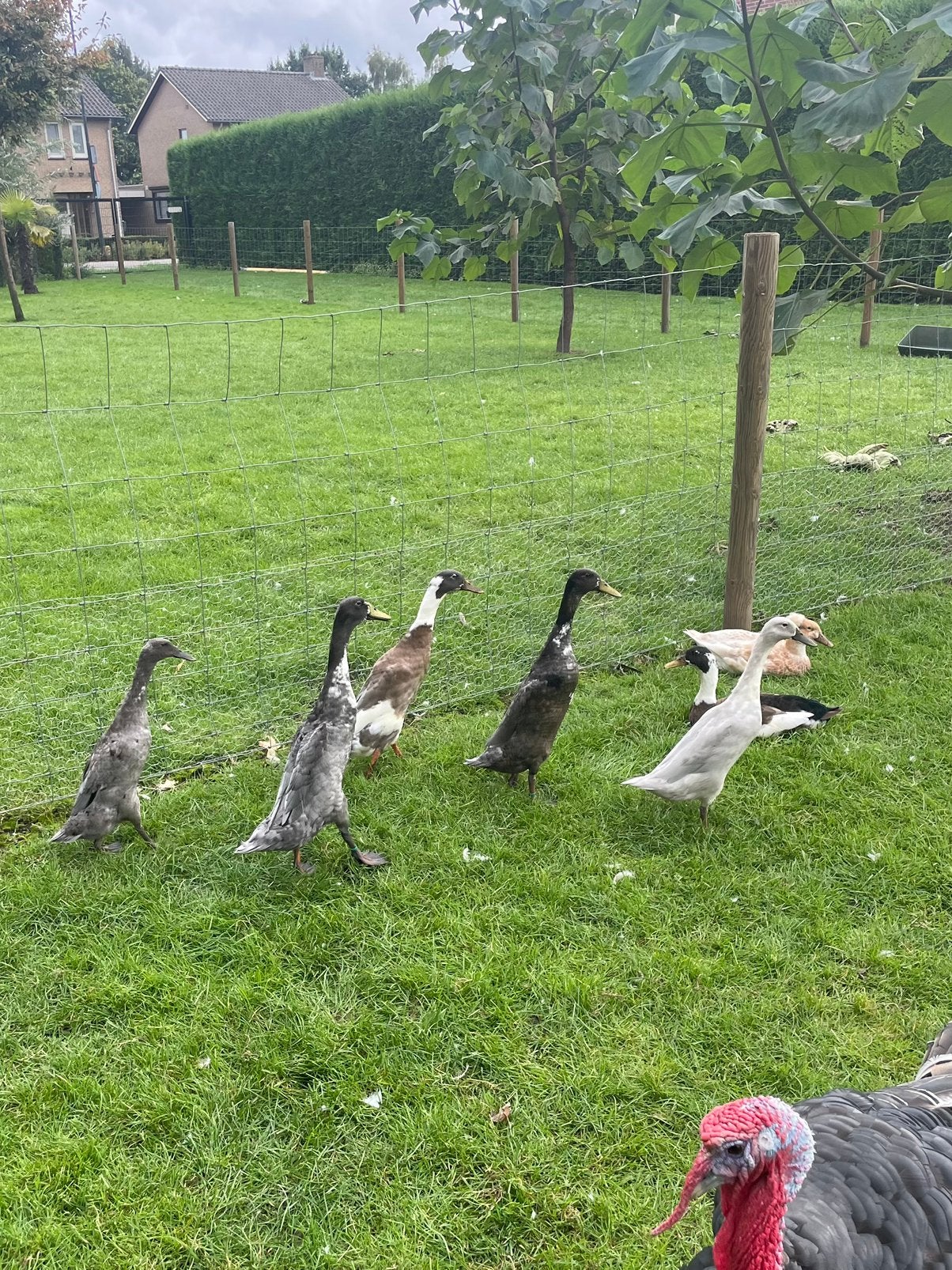 Diverse loopeenden van vorig jaar., Dieren en Toebehoren, Meerdere dieren, Eend