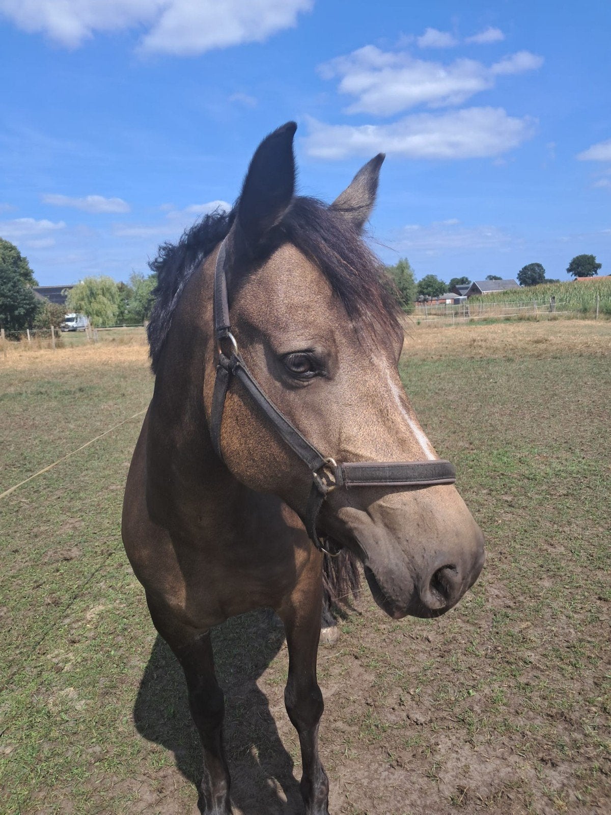 Prachtige 9 jarige connemara d pony, Merrie, 7 tot 10 jaar, D pony (1.37m tot 1.48m), Met stamboom