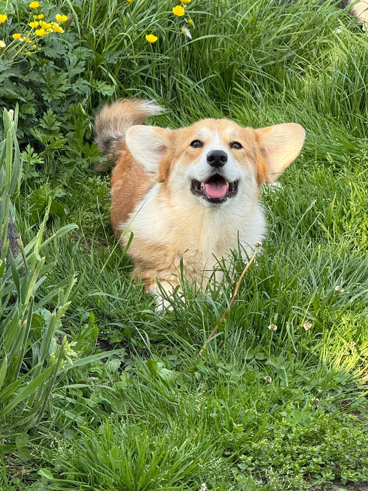 Prachtige Welsh Corgi Pembroke teef, 1 jr, uitstekende stb!, Particulier, Overige rassen, 1 tot 2 jaar, Buitenland