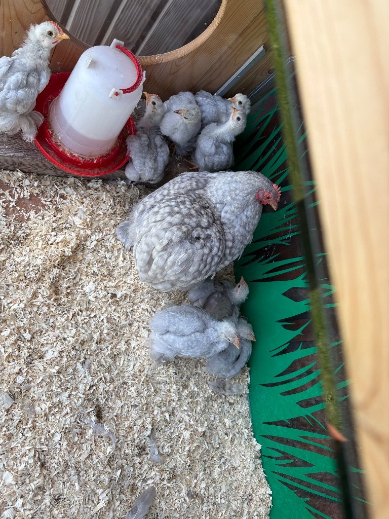 Mooie Cochin kriel kipjes, Dieren en Toebehoren, Pluimvee, Vrouwelijk, Kip
