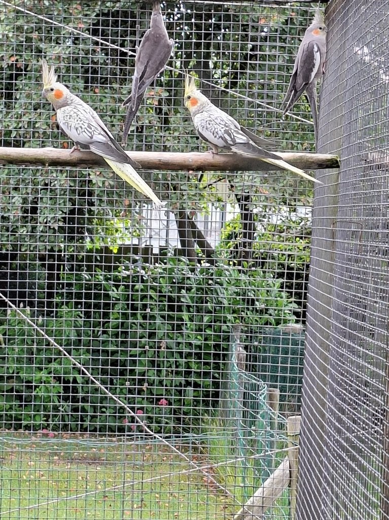 Valkparkieten, Meerdere dieren, Parkiet, Geringd