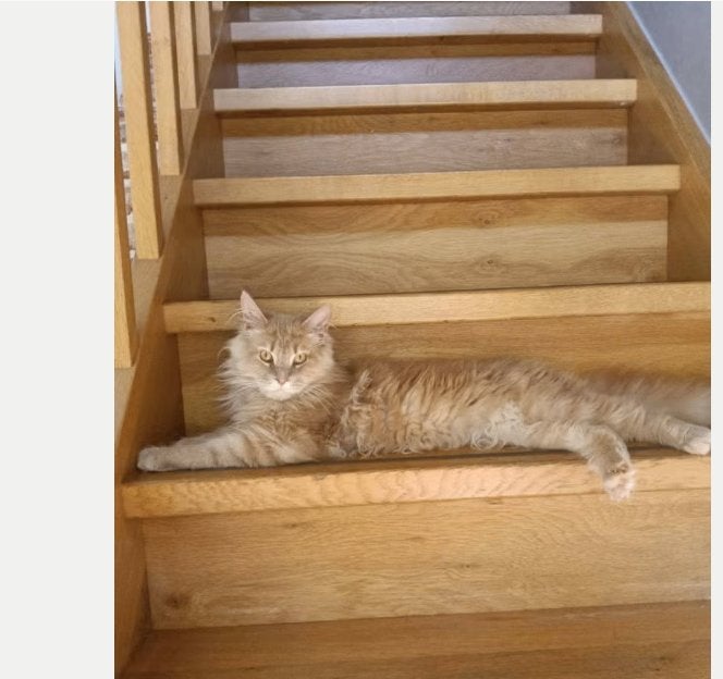 Lieve mooie rode maine coon kater met stamboom, Kater, Met stamboom, 0 tot 2 jaar