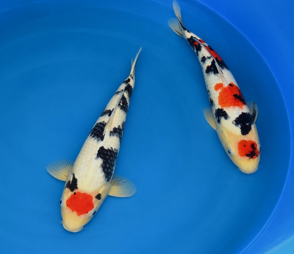 Tancho Sanke Tosai 39-40 cm, Karper of Koi