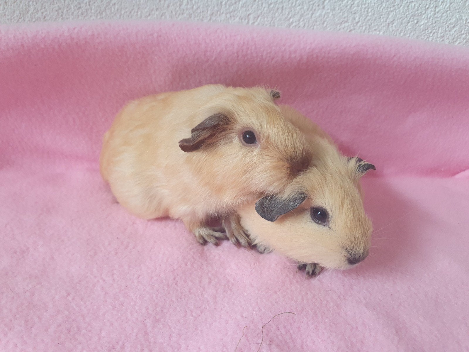2 cavia zeugjes/zusjes mogen verhuizen, Dieren en Toebehoren, Knaagdieren, Cavia, Augustus, Vrouwelijk, Tam