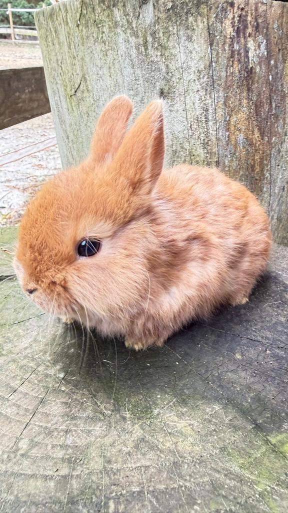 kleurdwerg konijntjes te koop!, Dieren en Toebehoren, Konijnen, Meerdere dieren, Dwerg