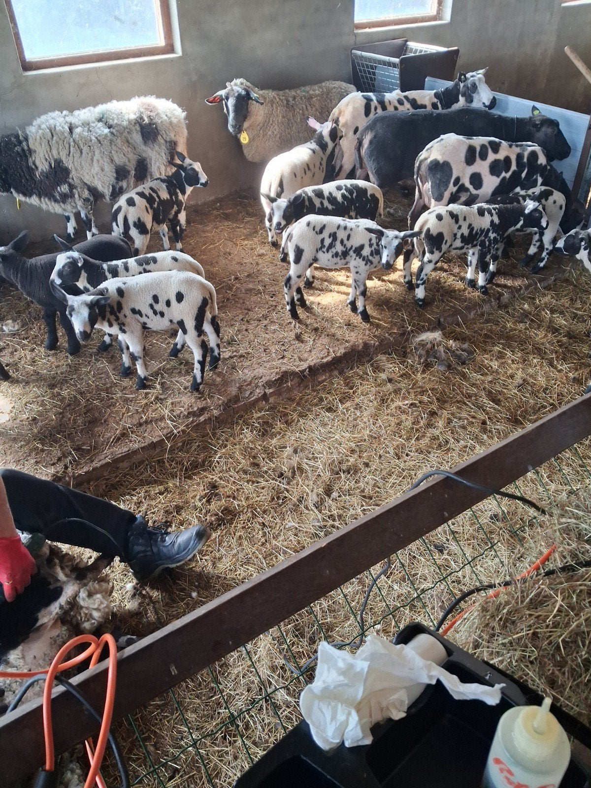 bonte schapen niet zwoegervrij, Dieren en Toebehoren, Mannelijk, Schaap