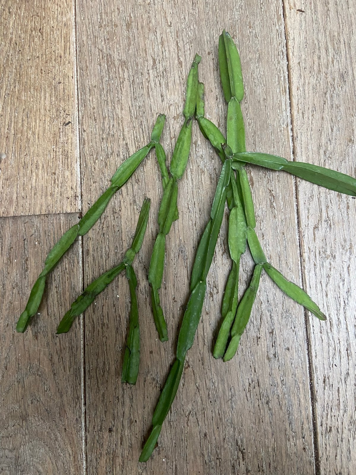 Rhipsalis paradoxa bundel stekken - Prachtige hangplant, Overige soorten, Vaste plant, Ophalen of Verzenden, Bloeit niet