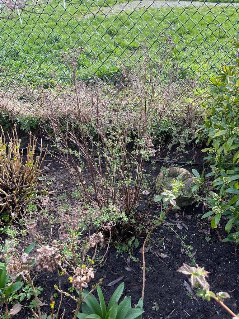 Heester Ganzerik - Potentilla struik, Ophalen of Verzenden, Overige soorten, Struik, Minder dan 100 cm