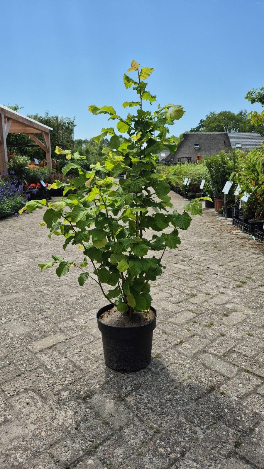 Hazelaar (Corylus avellana) - Sterke en productieve plant, Ophalen, Vaste plant, Halfschaduw, Fruitplanten