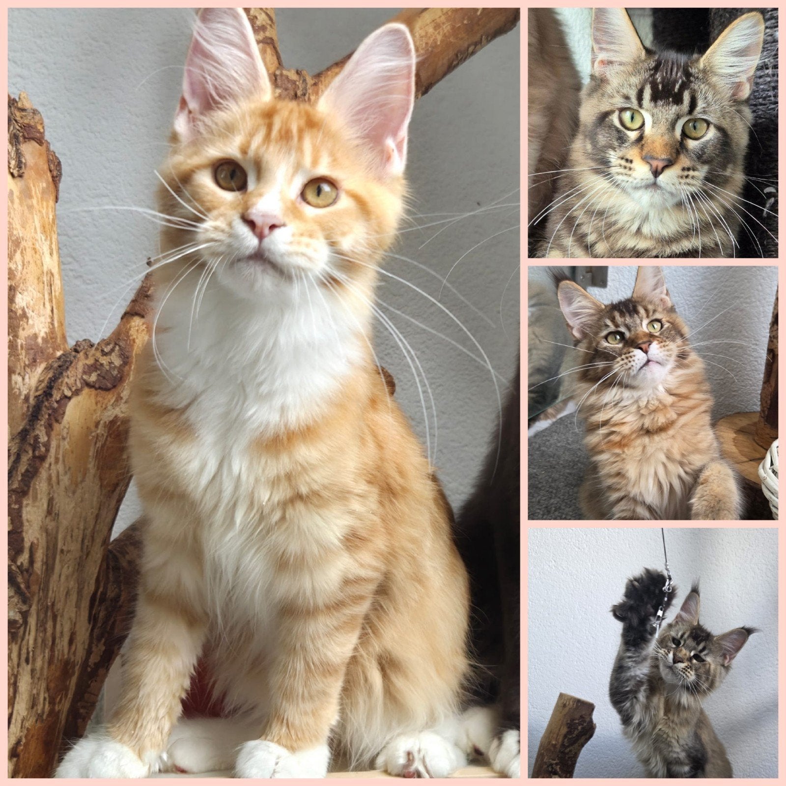 Maine Coon kittenst met stamboom, Meerdere dieren, Met stamboom, 0 tot 2 jaar