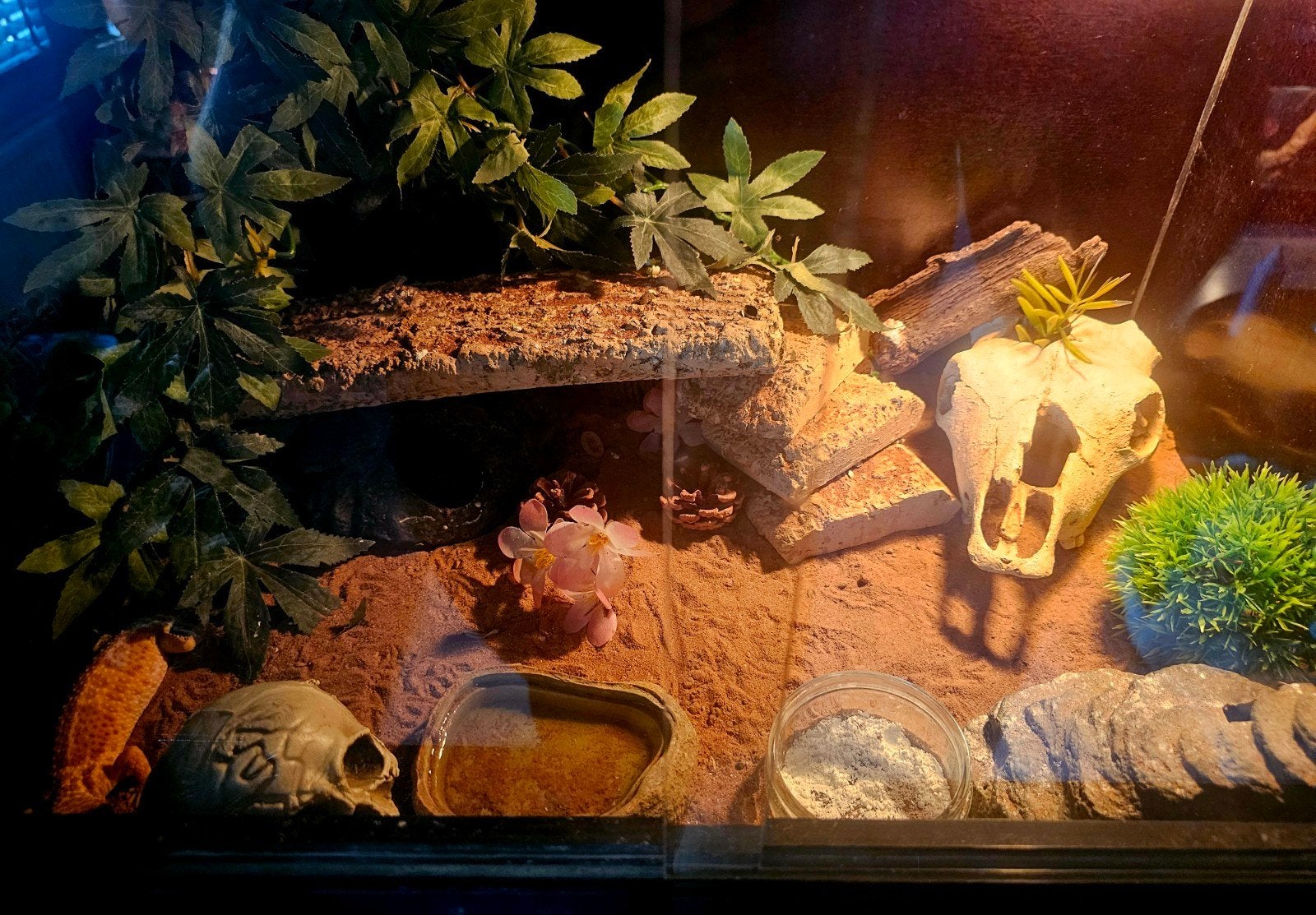 Luipaardgekko incl terrarium Leopard Gecko photo 2