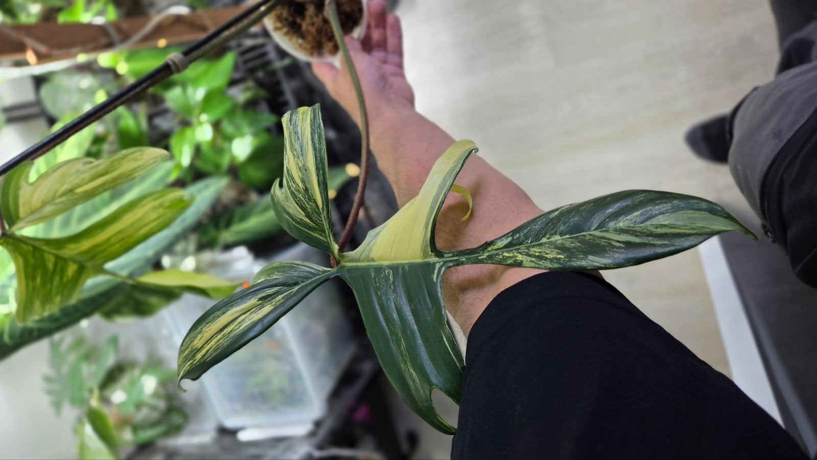 Philodendron florida beauty, Ophalen, Halfschaduw, Minder dan 100 cm
