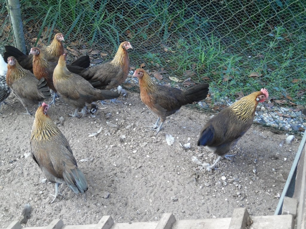 Drents Hoen hennen, aan- en tegen de leg, Dieren en Toebehoren, Pluimvee, Vrouwelijk, Kip