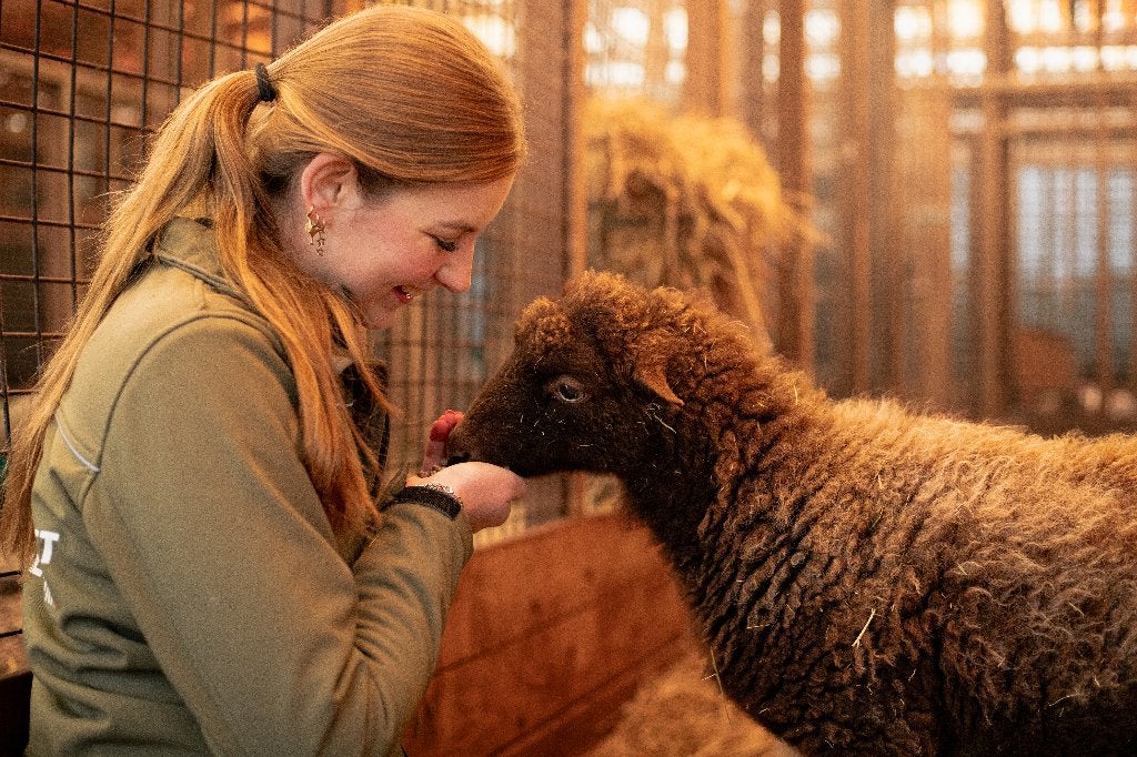 Quessant schapen | Kleine schapen | Deskundig advies, Vrouwelijk, Schaap