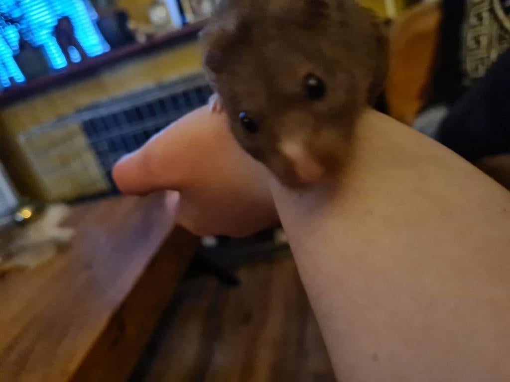 Jonge gouhamster, Dieren en Toebehoren, Knaagdieren, Hamster, Mannelijk, December, Tam