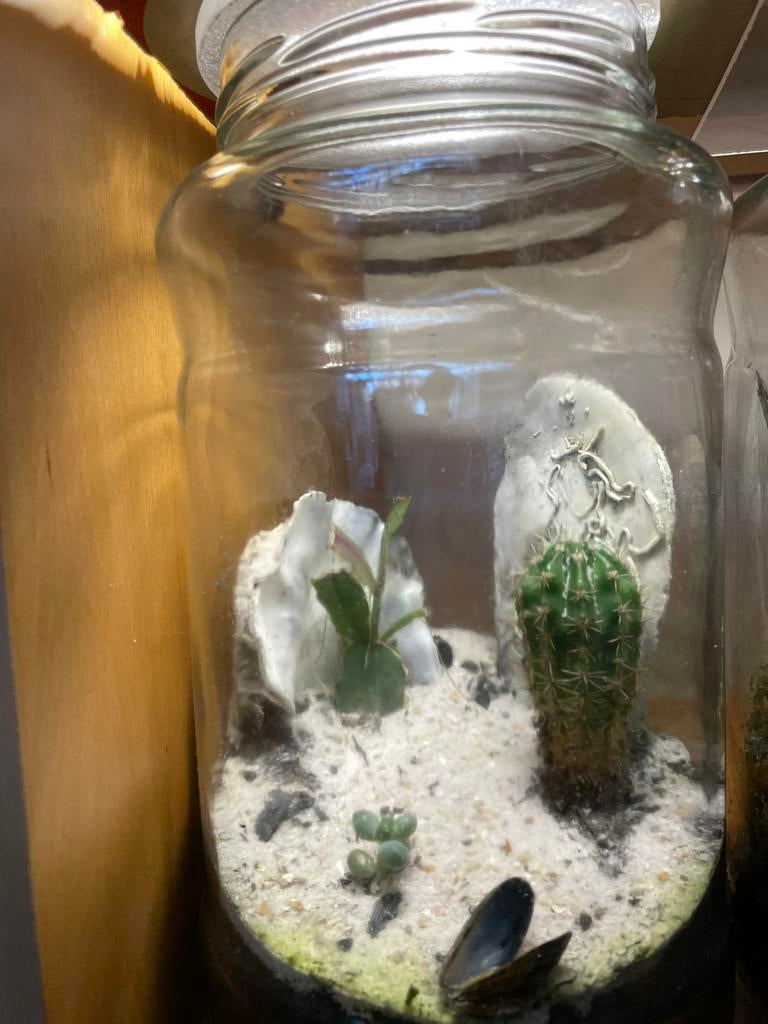 Ecosysteem- eigentuintje - terrarium - flessentuin, Ophalen, Zo goed als nieuw