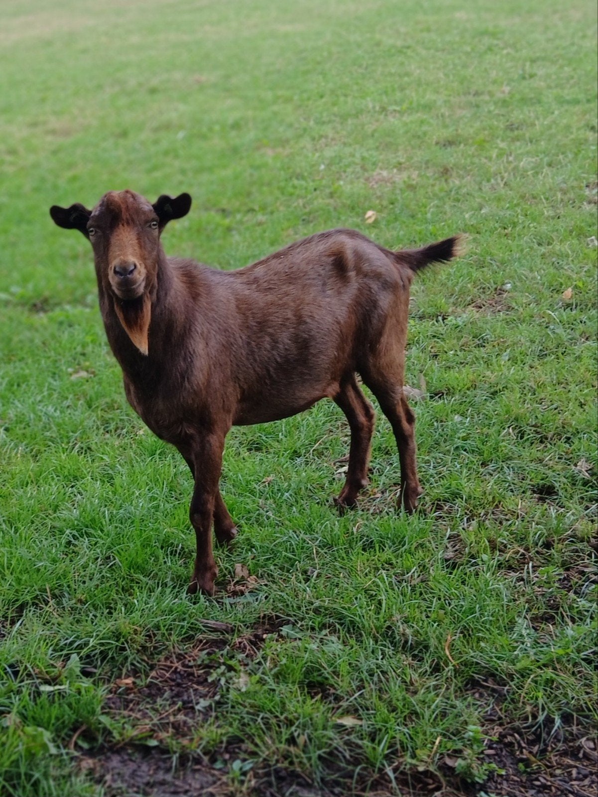 staat ter dekking grote maat bok, Dieren en Toebehoren, Schapen, Geiten en Varkens, Mannelijk, Geit, 0 tot 2 jaar