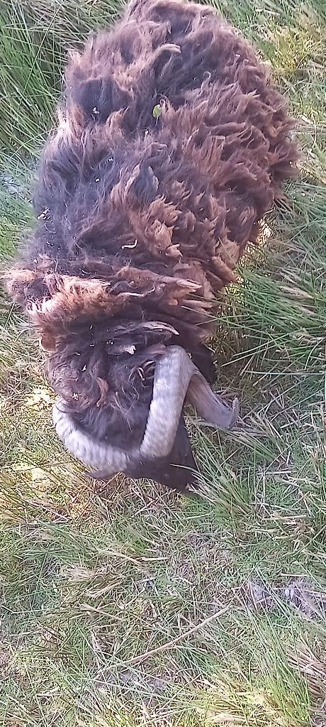 Ouessant,  quessant rammen ook lam, Dieren en Toebehoren, Mannelijk, Schaap, 0 tot 2 jaar