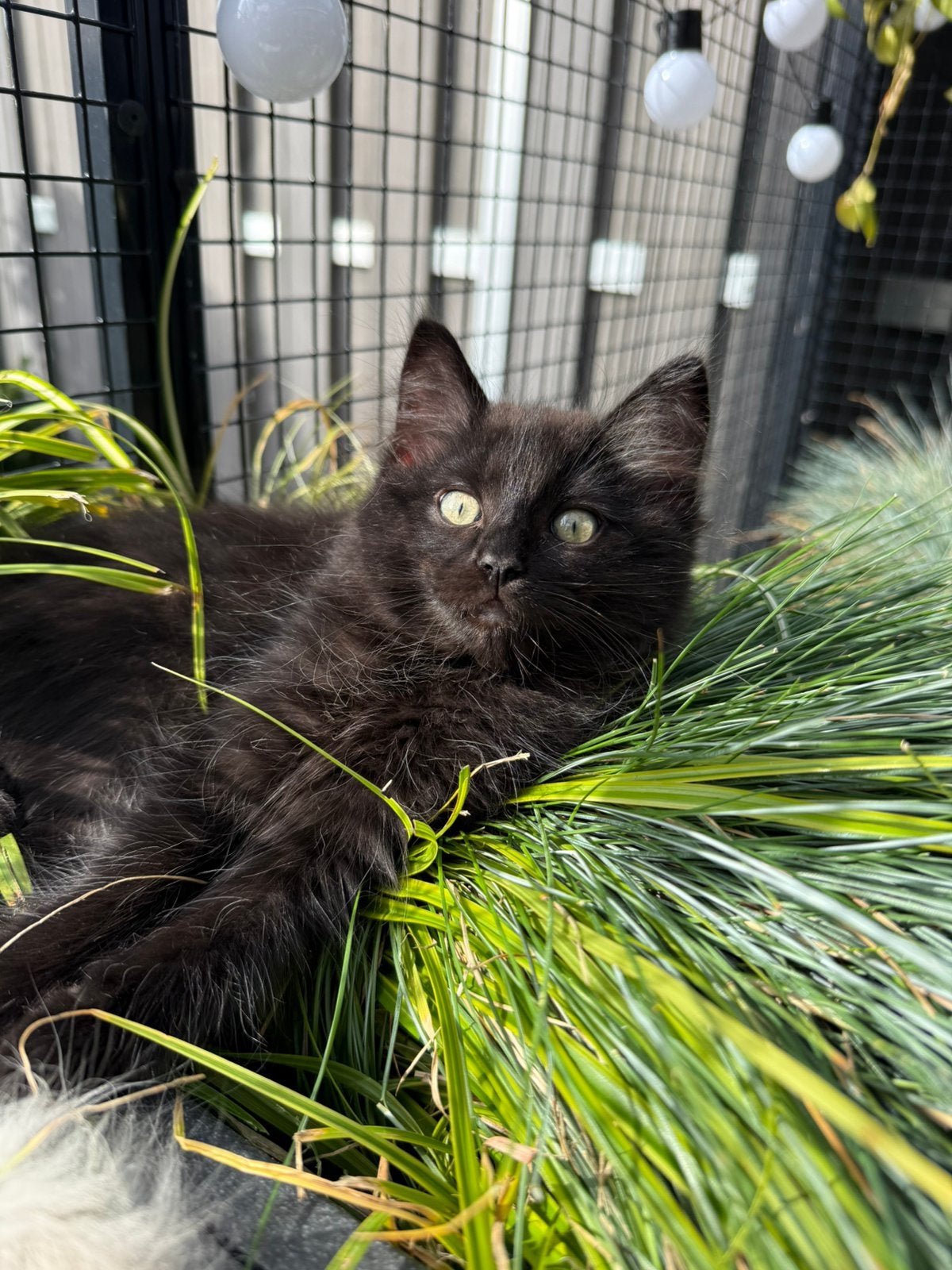 Ragdoll kittens met stamboom uit geteste lijnen, Meerdere dieren, Met stamboom, 0 tot 2 jaar