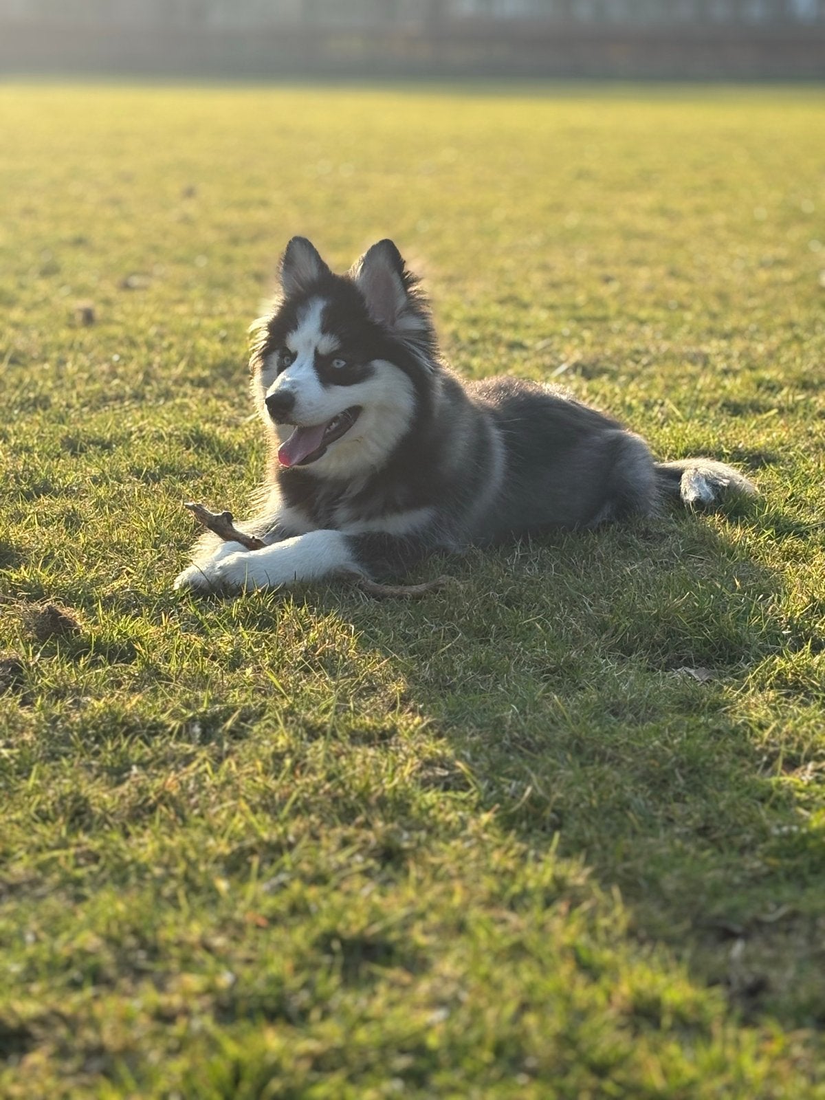 Pomsky reu f4, Dieren en Toebehoren, 15 weken tot 1 jaar, Reu, Parvo, Eén hond