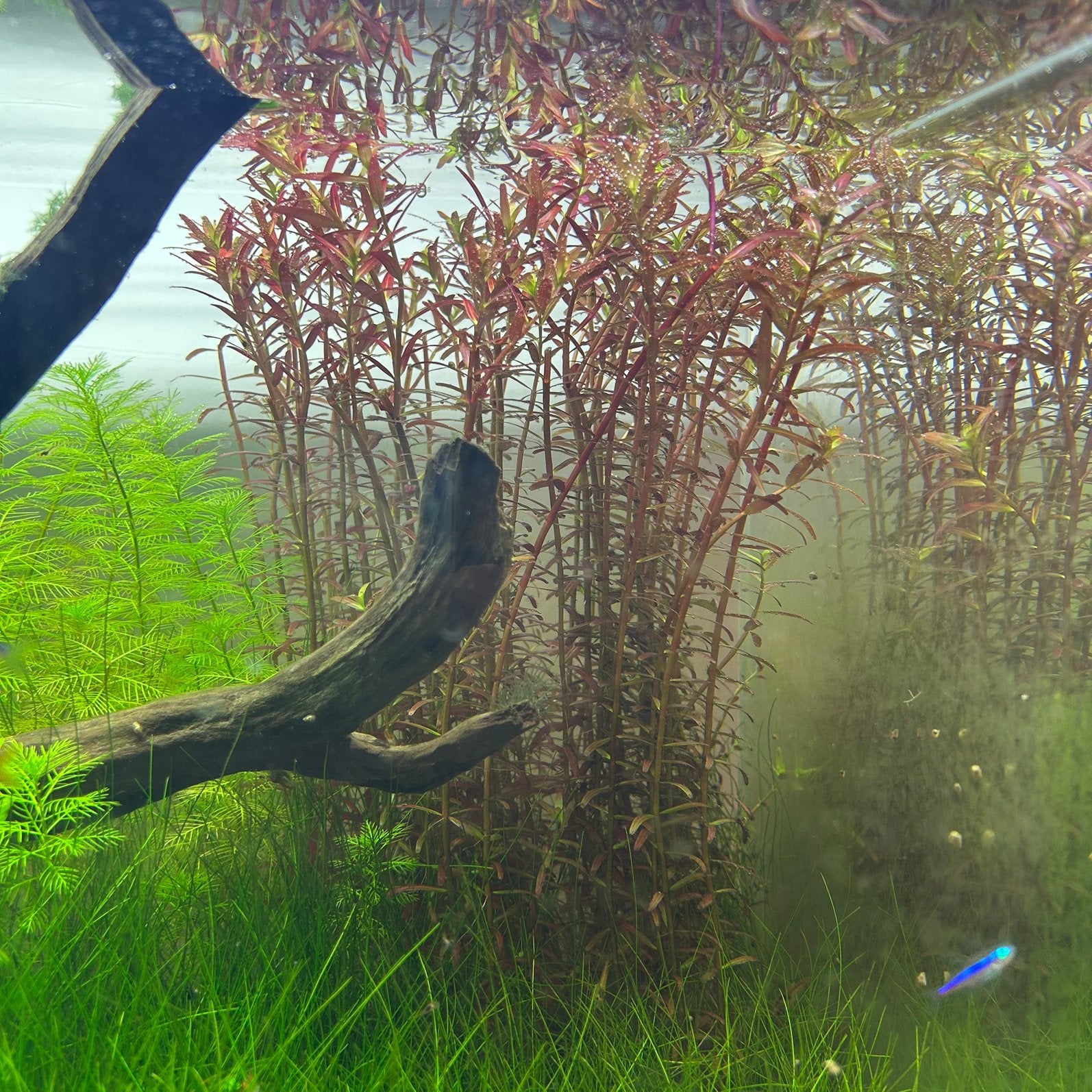 Rotala 'Blood Red' uit eigen kweek, Ophalen of Verzenden, Nieuw