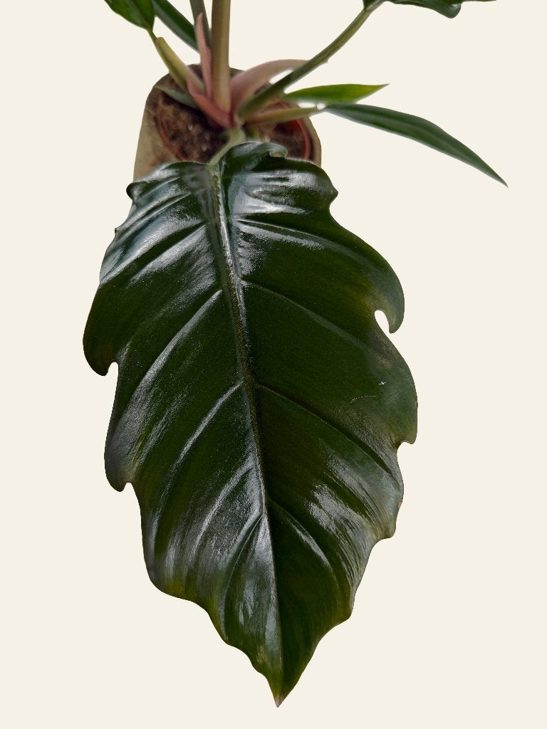 Philodendron Choco Empress p12, Huis en Inrichting, Kamerplanten, Ophalen of Verzenden, In pot, Halfschaduw, Minder dan 100 cm