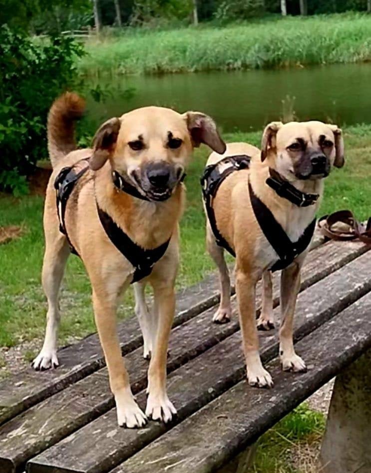 Jason en Naomi, reu en teef, ter adoptie, Dieren en Toebehoren, Particulier, Buitenland, Meerdere, Meerdere dieren