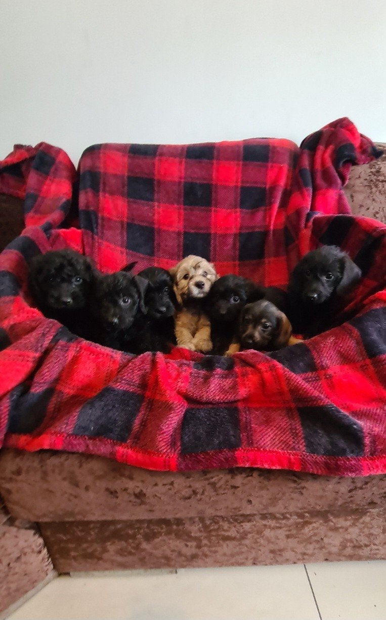 Ruwhaar dwergteckel x dwergpoedel puppies, Doxiepoo!, Dieren en Toebehoren, Parvo, 8 tot 15 weken, Meerdere, Meerdere dieren