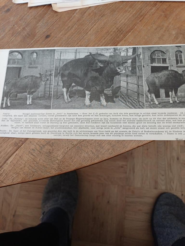 Knipsel dierentuin Artis Amsterdam  Banteng, Gaval, Gaur, Ophalen of Verzenden, Voor 1920, Knipsel(s)
