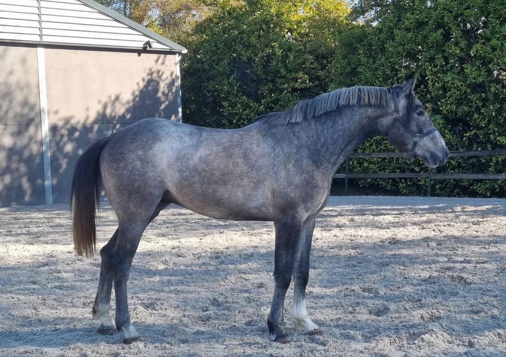 Leuke 3jarige ruin, Springpaard, Met stamboom, Ruin, 3 tot 6 jaar
