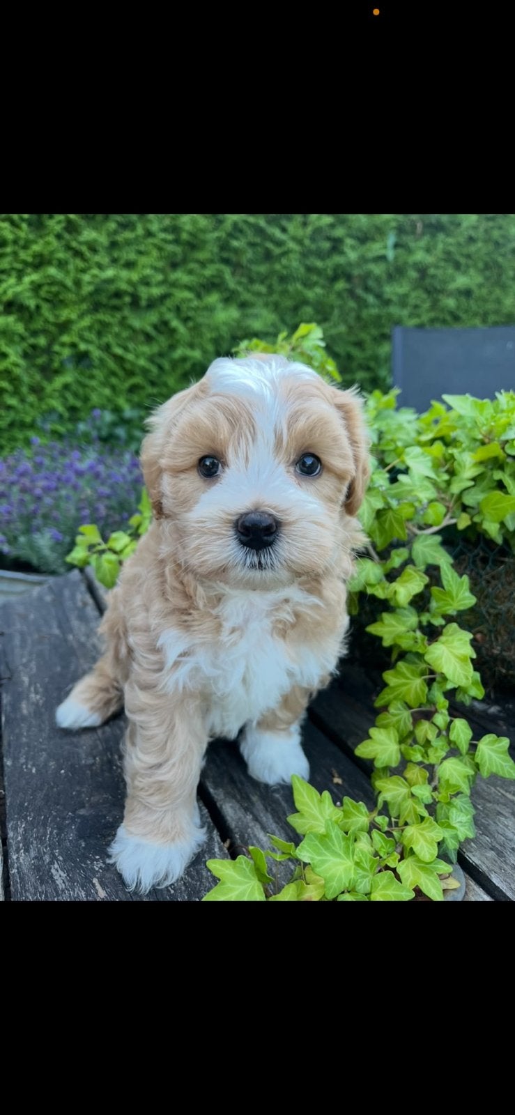 Maltipoo pups  ( maltezer x poedel ), Parvo, Overige rassen, 8 tot 15 weken, Meerdere
