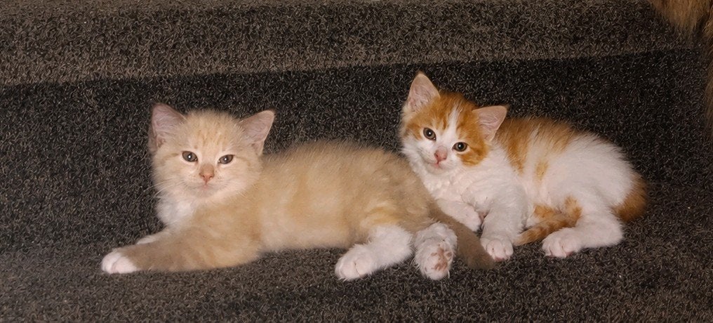 Ragdoll kittens ( grote hond, geteste ouders), Meerdere dieren, Langharig, 0 tot 2 jaar